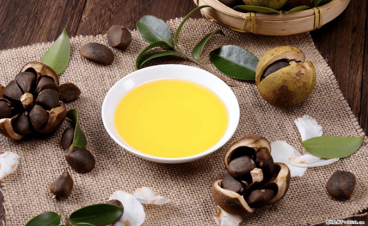 揭秘茶油的5大核心营养成分！被称为人体健康的“守护盾”！ - 驻马店生活资讯 - 驻马店28生活网 zmd.28life.com
