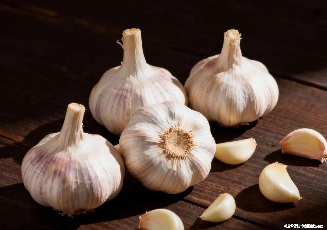 关于大蒜，除了“天然抗生素”，这4个谣言更该警惕! - 驻马店生活资讯 - 驻马店28生活网 zmd.28life.com