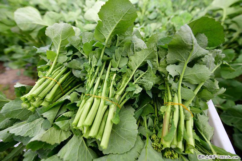 这些蔬菜是“天然钙片”，这6种被医生重点推荐 - 驻马店生活资讯 - 驻马店28生活网 zmd.28life.com